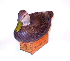 Drake Black duck - front view