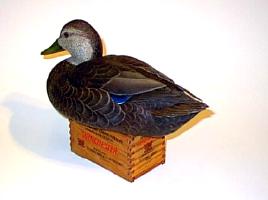 Drake Black duck - rear view