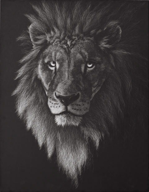 Battle Scars - Wildlife Art by Amy L. Stauffer