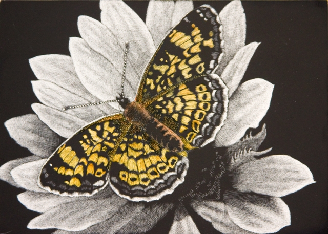 Butterfly Garden - Wildlife Art by Amy L. Stauffer