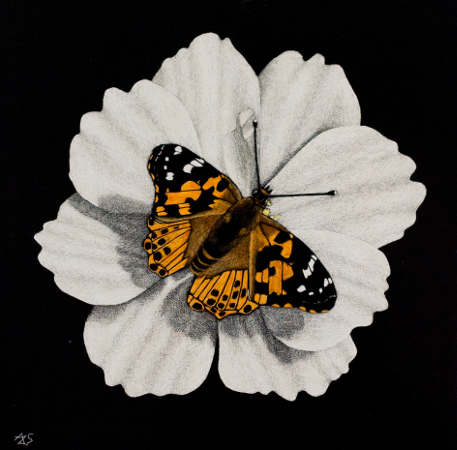 Butterfly Series IV - Wildlife Art by Amy L. Stauffer