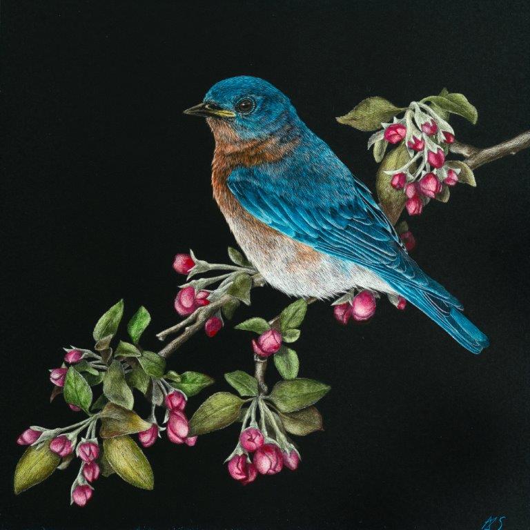 Dreams of Spring  - Wildlife Art by Amy L. Stauffer