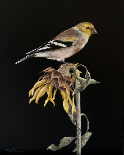 Female Goldfinch - Wildlife Art by Amy L. Stauffer