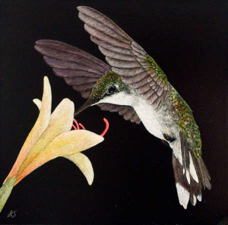 Female Ruby Throated Hummingbird - Wildlife Art by Amy L. Stauffer