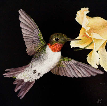 Male Ruby Throated Hummingbird - Wildlife Art by Amy L. Stauffer