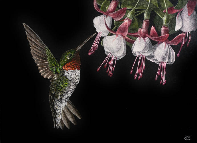 Ruby Red Hummingbird and Fuchsia - Wildlife Art by Amy L. Stauffer