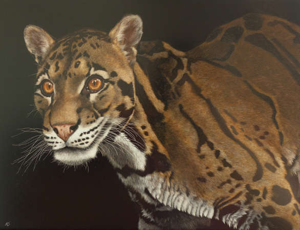 Treetop Hunter (Clouded Leopard) - Wildlife Art by Amy L. Stauffer
