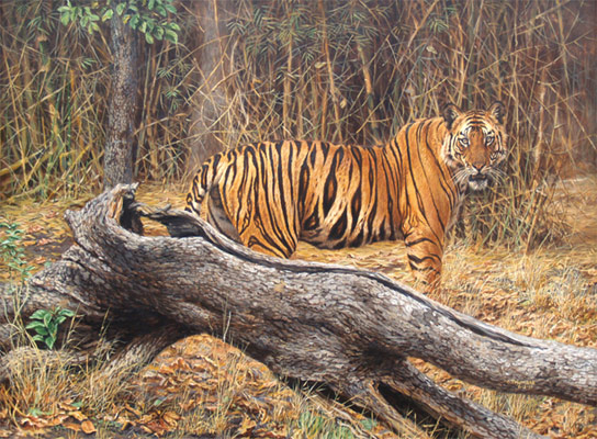 Royal Bengal Tiger Painting
                  by Chirag Thumbar