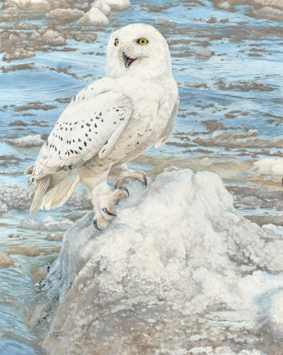 "Thick Water"  - Snowy Owl painting by David Kiehm