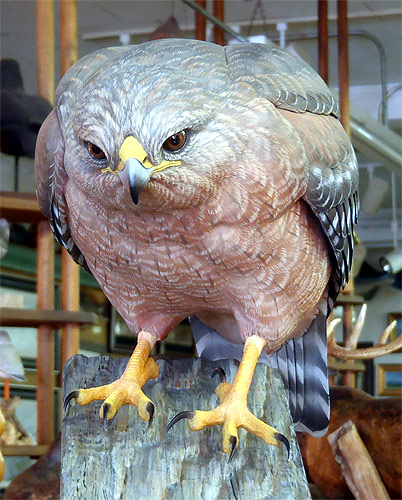 Life Sized Red Shoulder Hawk - carved by Greg Pedersen
