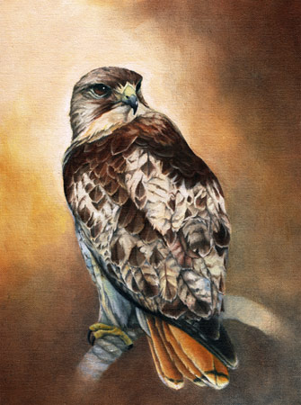 "Red Tailed Hawk on Bow Perch" - by
                    Gwendolyn Nikkels