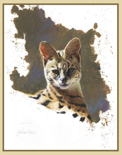 Serval Study by John Mullane