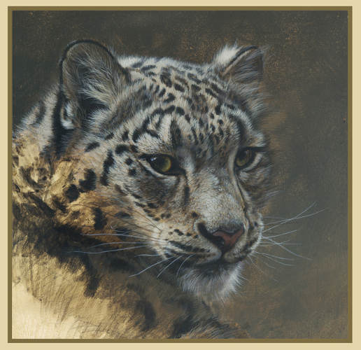 Snow Leopard Portrait by John Mullane