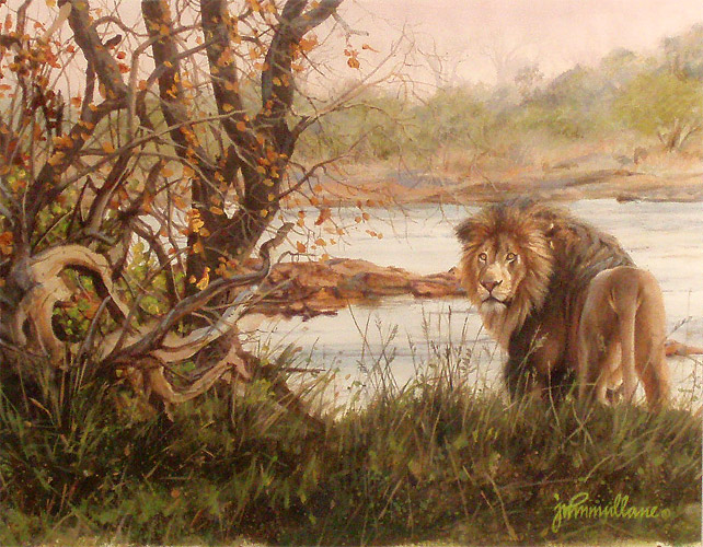 Zambezi Lion Study by John Mullane