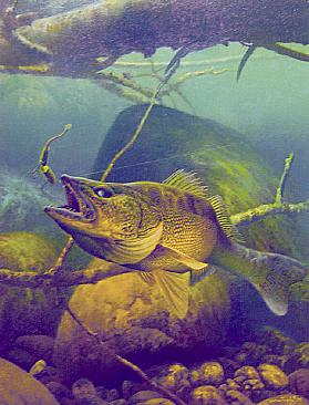 Walleye - Painting by Larry Tople