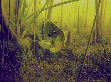 Blue Gill - Protecting The Bed - Fish Painting by Larry Tople
