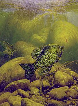 Vertical Crappie - Painting by Larry Tople