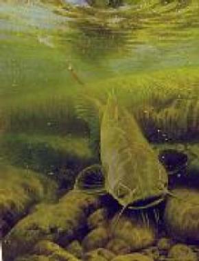 Hooked Catfish  - Painting by Larry Tople
