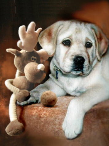 Moose Toy & Puppy by Linda Daniels