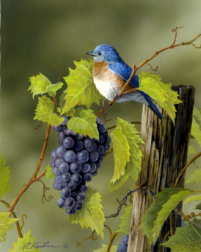 Bluebird and Grapes by Robert Hautman