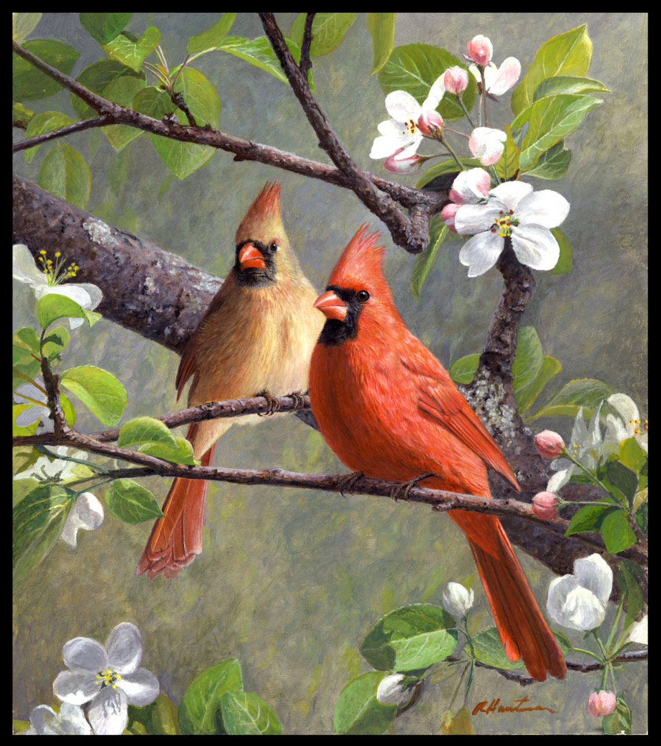 Cardinals and Blossoms  by Robert Hautman
