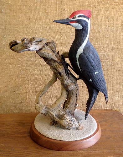 Pileated Woodpecker carving  by Tom Ahern