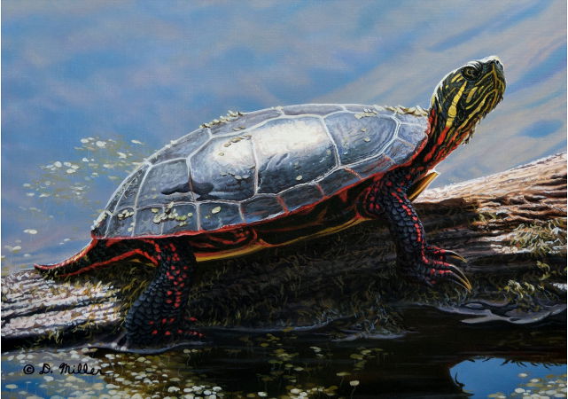 April Sunshine ~ Painted Turtle - by Darin Miller