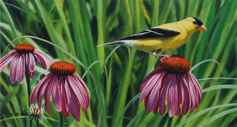 Checking the Crops - American Goldfinch- by Darin Miller