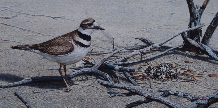 Standing Guard - Killdeer - by Darin Miller
