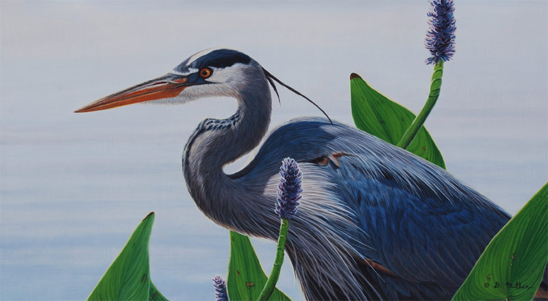 The Waiting Game - Great Blue Heron- by Darin Miller