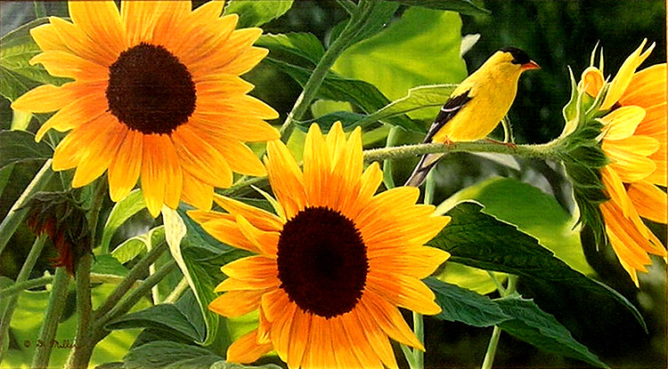 Summer Gold by Darin Miller