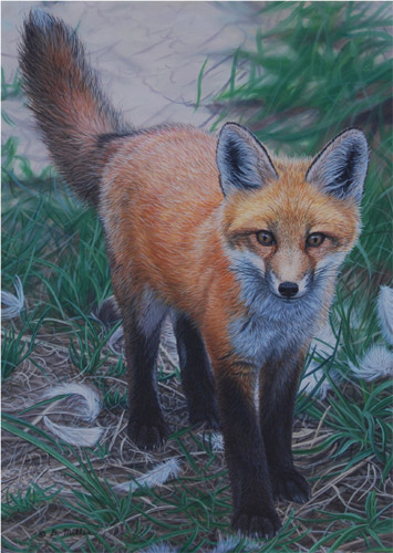 What Goose? Red Fox Kit by Darin Miller