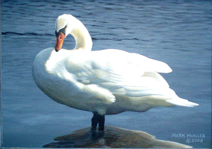 Afternoon Glow Swan by Mark Mueller