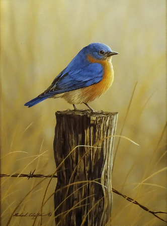 Bluebird on Fence Post - by Richard Clifton
