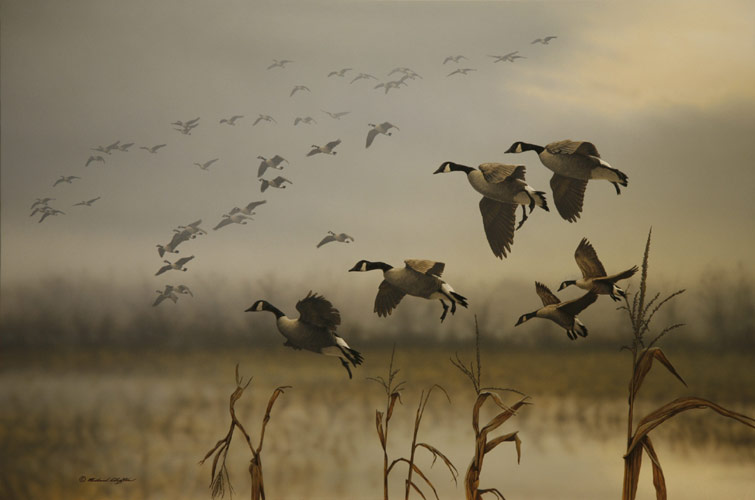 Canada Geese - by Richard Clifton