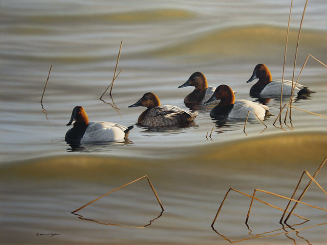 Canvasbacks by Richard Clifton