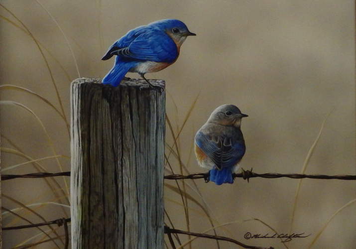 Fence Line Bluebirds - by Richard Clifton