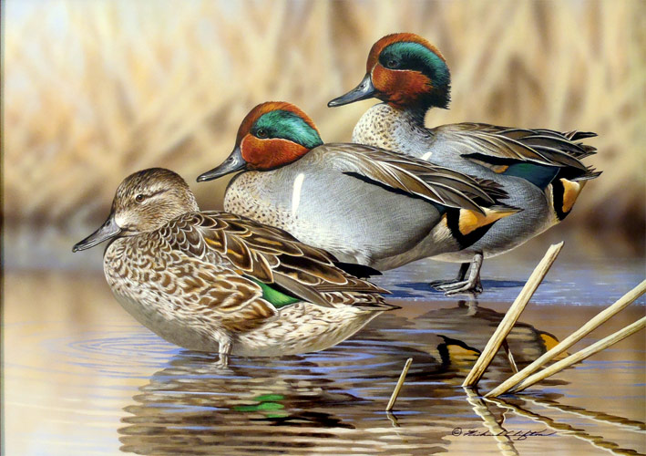 Green Wing Teal - by Richard Clifton