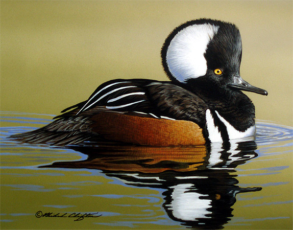 Hooded Merganser by Richard Clifton