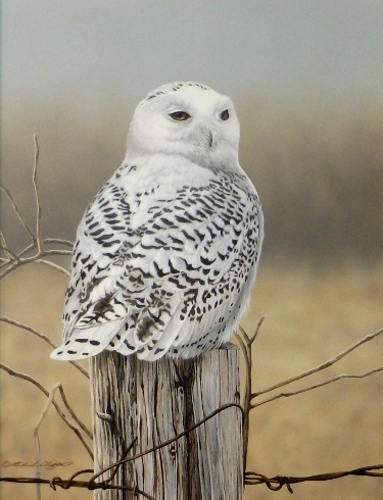Northern Visitor - Snowy Owl - by Richard Clifton