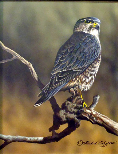 On Watch - Merlin - by Richard Clifton