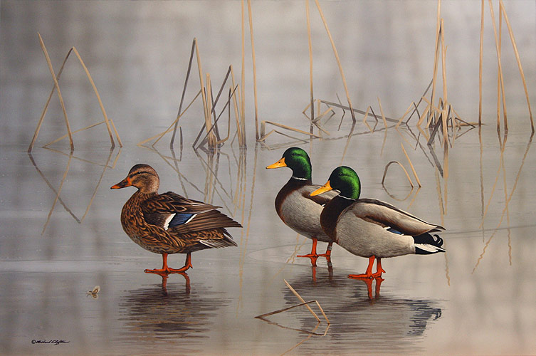 Red-leg Mallards - by Richard Clifton
