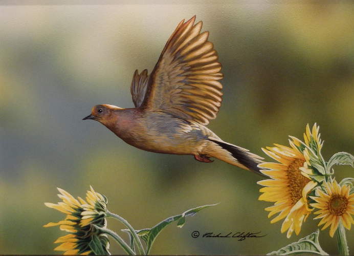 Take Off Mourning Dove - by Richard Clifton