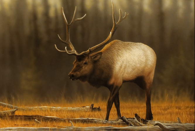 "Traveling Man" Elk - by Richard Clifton