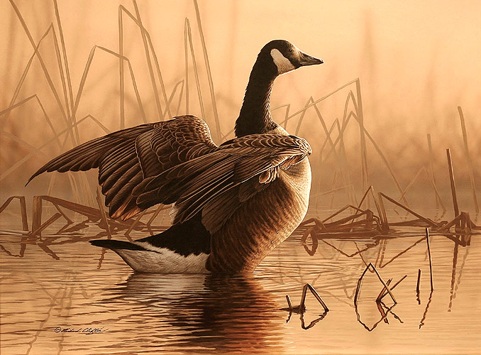 Canada Stretch - by Richard Clifton