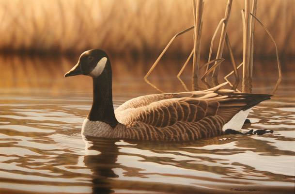 Swimming Canada by Richard Clifton