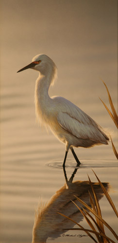 Wading Snowy Egret by Richard Clifton