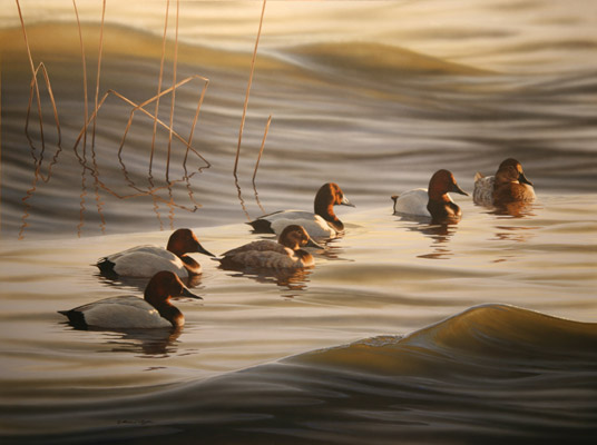 Wind And Water Canvasbacks by Richard Clifton