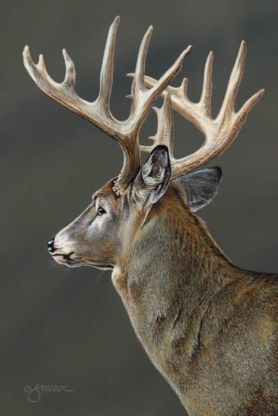 A Dandy - wildlife painting by Scot Storm