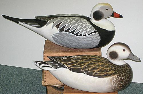 (Old Squaw) Long-Tail Duck Pair